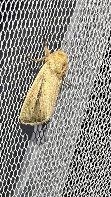 Sesamia nonagrioides  - Melchior Viallet