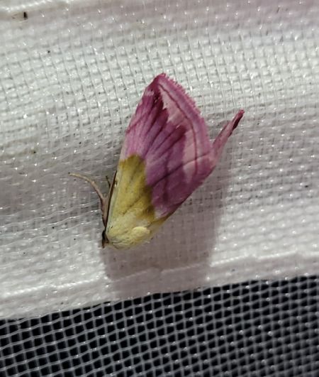 Noctuelle purpurine  - Thomas Lux
