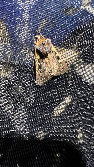 Xestia agathina  - Melchior Viallet
