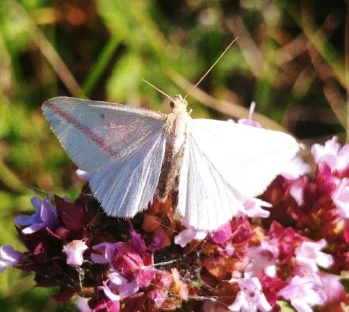 Rhodometra sacraria 