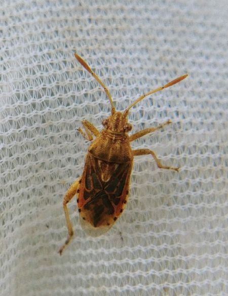 Stictopleurus abutilon 