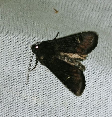 Noctuelle anthracite 