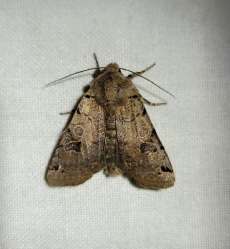 Agrochola litura  - Thomas Lux