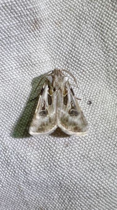 Agrotis vestigialis  - Melchior Viallet
