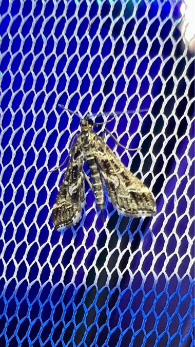 Diasemia reticularis  - Melchior Viallet