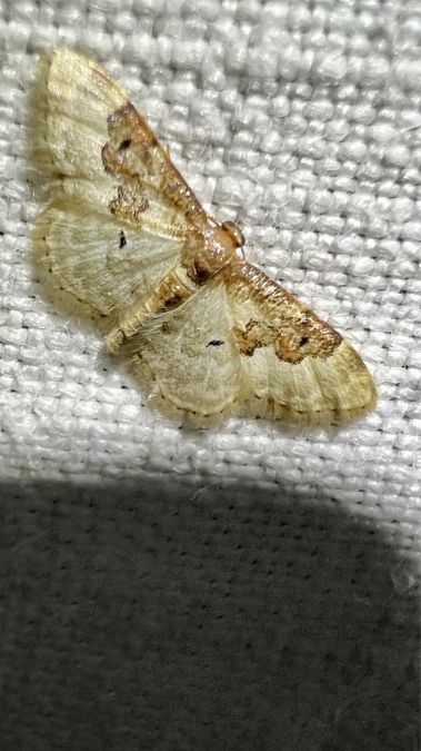 Acidalie rustique  - Melchior Viallet