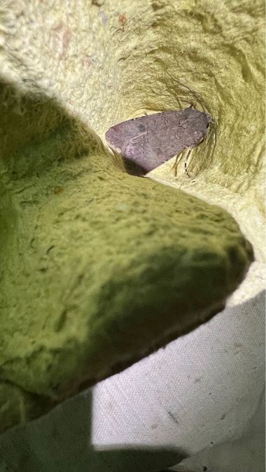 Agrotis trux  - Melchior Viallet