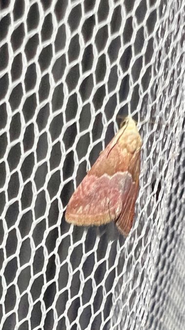 Eublemma parva  - Melchior Viallet