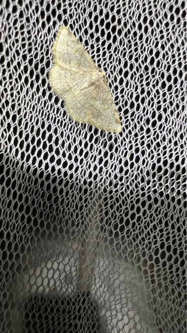 Stegania trimaculata  - Melchior Viallet