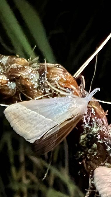Hypena lividalis  - Melchior Viallet