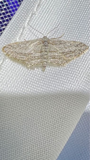 Idaea calunetaria  - Melchior Viallet