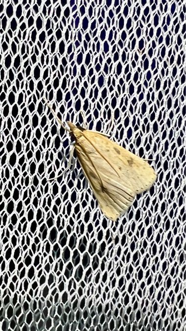 Udea numeralis  - Melchior Viallet