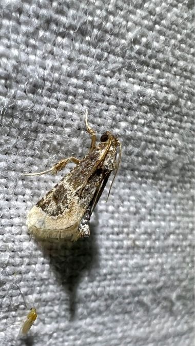 Ulotricha egregialis  - Melchior Viallet