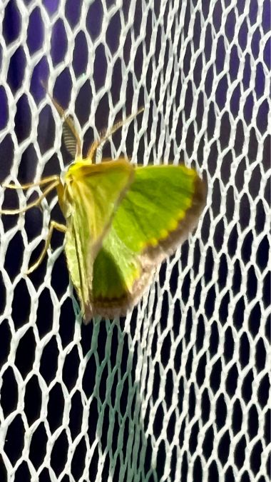 Smaragdine rouillée  - Melchior Viallet