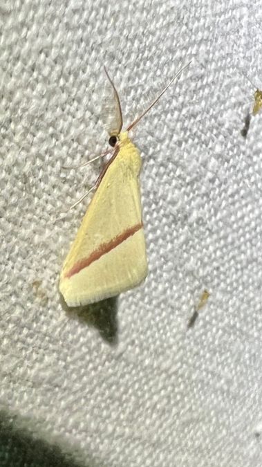 Casilda consecraria  - Melchior Viallet