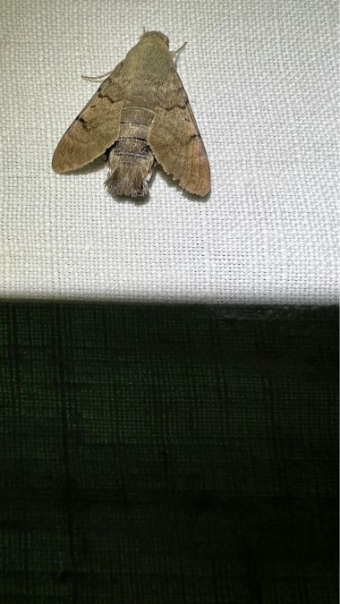 Moro-sphinx  - Melchior Viallet