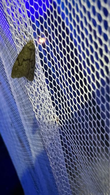 Apaidia mesogona  - Melchior Viallet