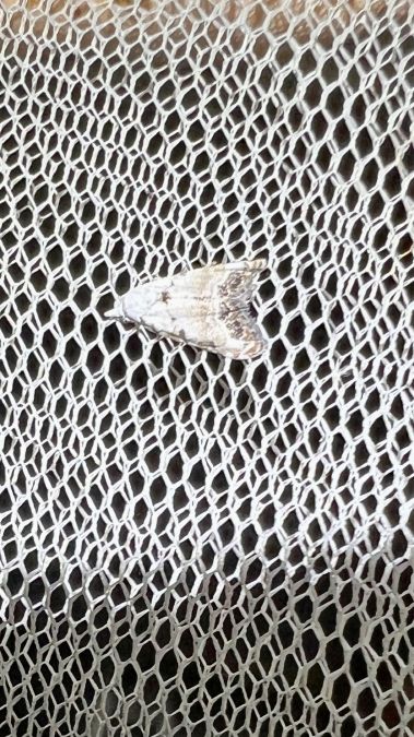 Nola subchlamydula infantula  - Melchior Viallet