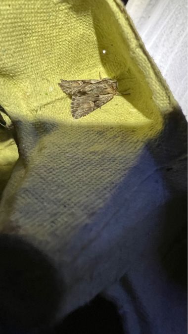 Actinotia hyperici  - Melchior Viallet