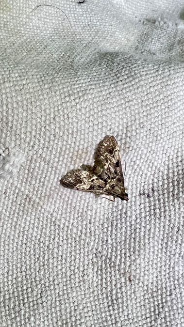 Duponchelia fovealis  - Melchior Viallet