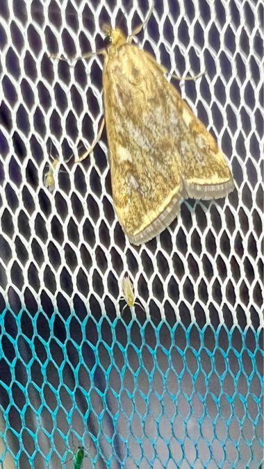 Botys de l'armoise  - Melchior Viallet