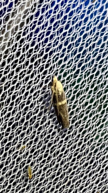 Oxybia transversella  - Melchior Viallet