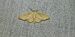 Idaea straminata 
