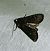 Noctuelle anthracite 
