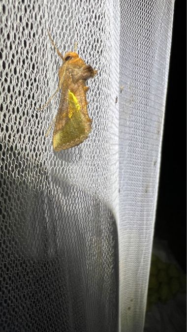 Thysanoplusia orichalcea  - Melchior Viallet
