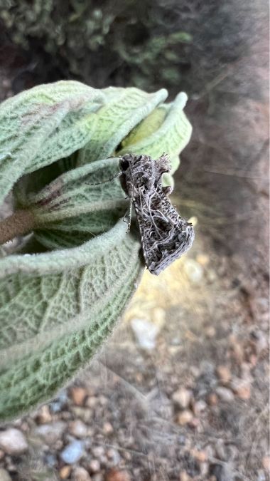 Thysanoplusia daubei  - Melchior Viallet