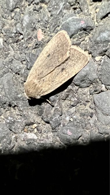 Xestia castanea  - Melchior Viallet