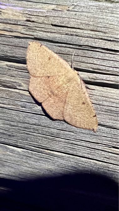 Cyclophora puppillaria  - Melchior Viallet