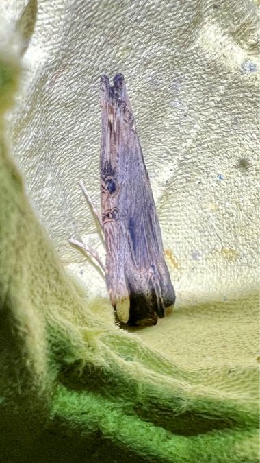 Xylena exsoleta  - Melchior Viallet