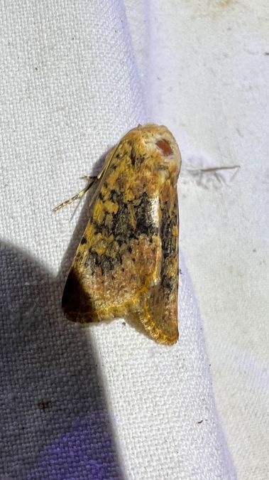 Polymixis argillaceago  - Melchior Viallet