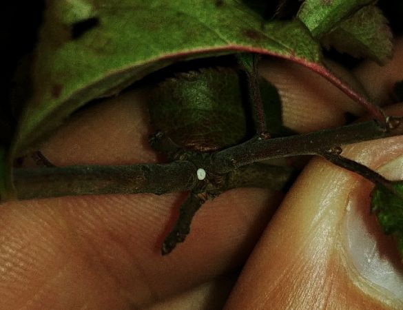Brown Hairstreak 