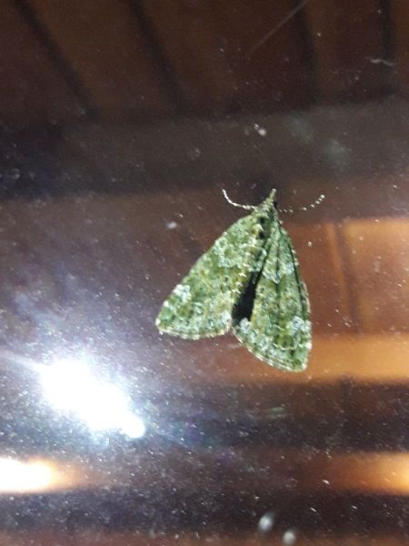 Chloroclysta siterata  - Sylvain Lethuillier