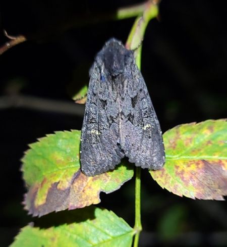 Noctuelle anthracite  - Thomas Lux