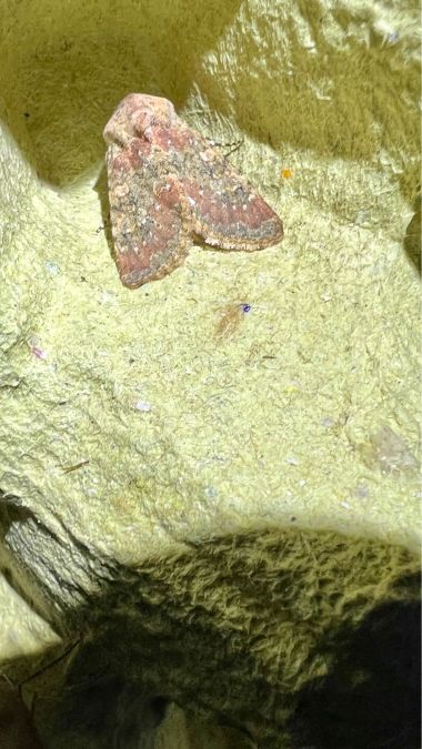 Polymixis argillaceago  - Melchior Viallet
