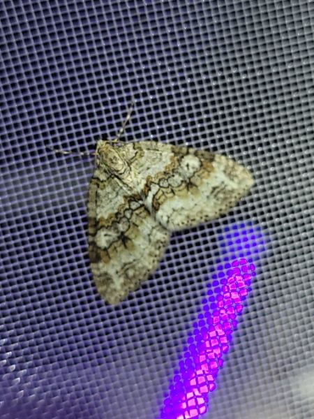 Nothocasis sertata  - Thomas Lux