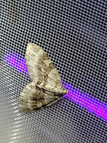 Nothocasis sertata  - Thomas Lux