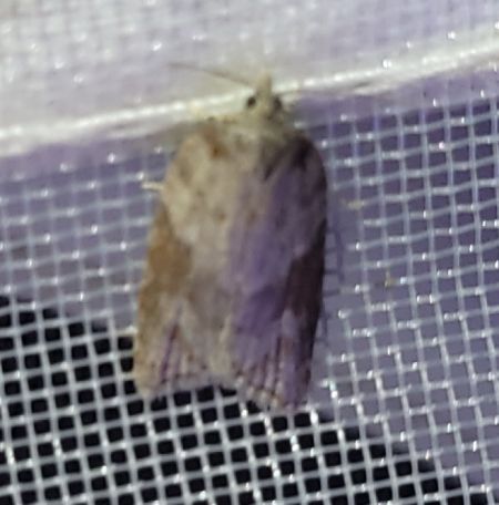 Acleris sparsana  - Thomas Lux