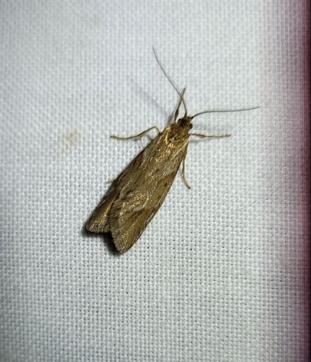 Diurnea lipsiella  - Thomas Lux
