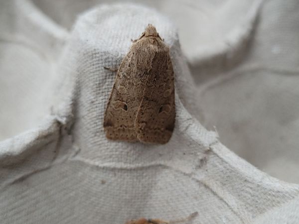 Agrochola laevis  - Thomas Lux