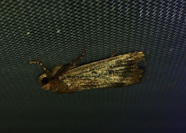Amphipyra tragopoginis 