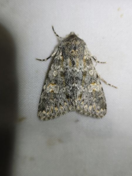 Polymixis rufocincta  - Thomas Lux