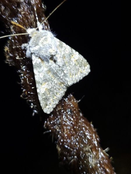 Polymixis rufocincta  - Thomas Lux
