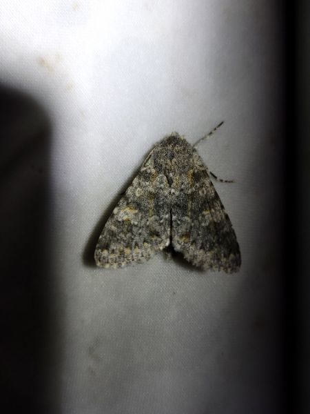 Polymixis rufocincta  - Thomas Lux