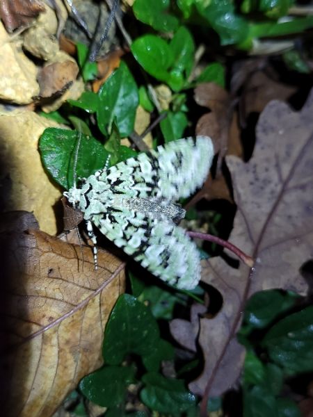 Griposia aprilina  - Thomas Lux