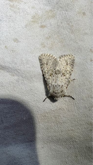 Aporophyla canescens  - Melchior Viallet