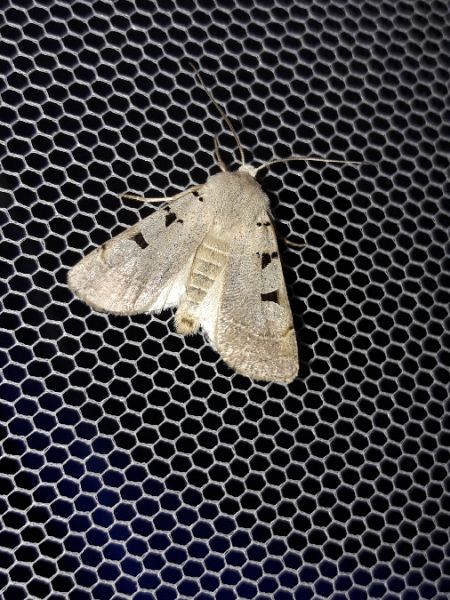 Eugnorisma glareosa  - Sylvain Lethuillier